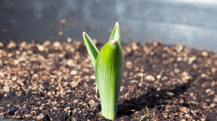 Sprouting allium bulb