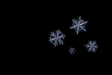 Snowflake isolated on black background: real snowflake macro photo.