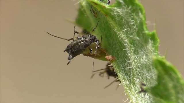 Blattlausl&ouml;we. Larve der Florfliege fri&szlig;t Blattlaus
