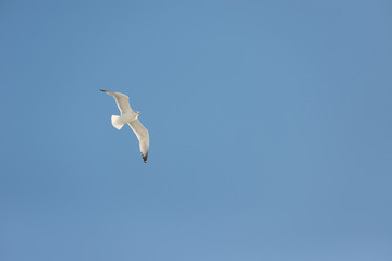 Seagull in Flight