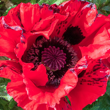 Rote Mohnbl&uuml;te / Close up