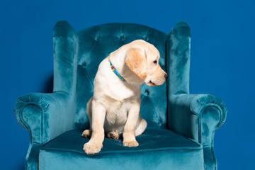 cute golden retriever puppy in velour armchair on blue background - obrazy, fototapety, plakaty