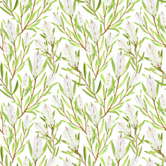 Watercolor tea tree leaves, flowers seamless pattern. Hand drawn botanical illustration of Melaleuca. Green medicinal plant isolated on white background. Herbs for cosmetics, textile, package.