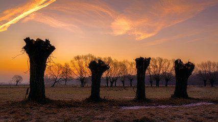 Krajobraz wiejski Podlasia, Podlaskie wierzby, Polska © podlaski49