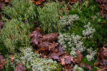 Feuchtes Moos und Laub  am Boden