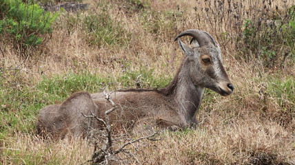 nilgiri tahr