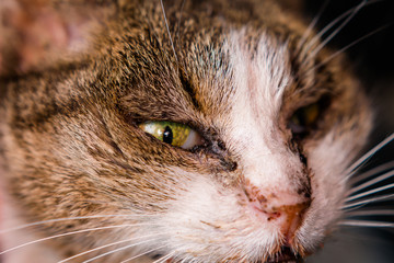 stray cat with conjunctivitis and rhinitis