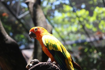 parrot on a branch