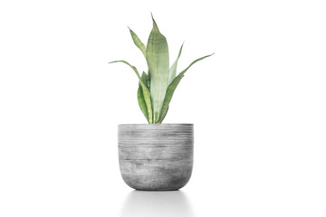 Sansevieria plan in cement vase pot  on white table