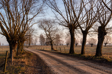 Obraz premium Krajobraz wiejski Podlasia, Podlaskie wierzby, Polska