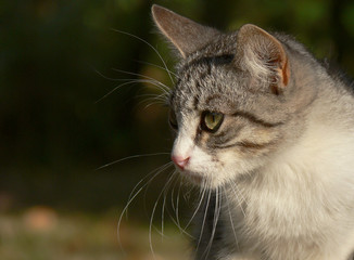 primo piano di gatto domestico di profilo