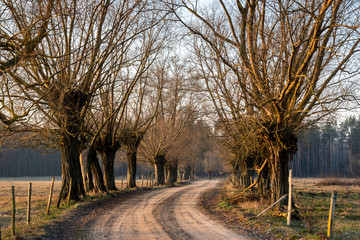 Obraz premium Krajobraz wiejski Podlasia, Podlaskie wierzby, Polska