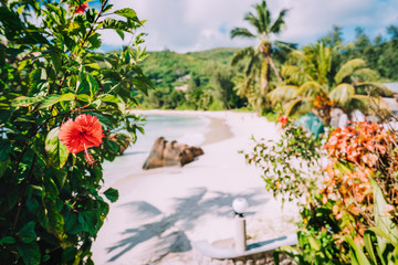 Anse Takamaka beach, Seychelles. Tropical red hibiscus flower against sandy beach and coconut palms in background