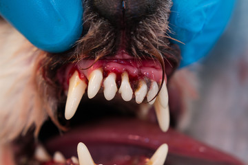 close-up photo of a dog mouth with periodontitis
