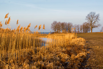 Krajobraz wiejski Podlasia, Podlaskie wierzby, Polska © podlaski49