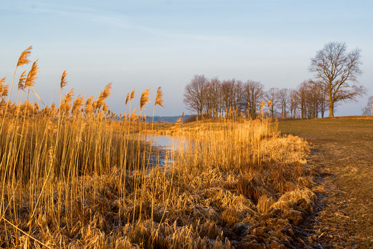 Krajobraz wiejski Podlasia, Podlaskie wierzby, Polska