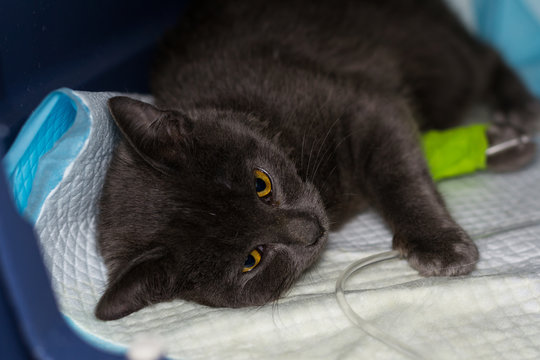 british shorhaic  kitten with panleukopenia receiving iv treatment at the veterinary clinic