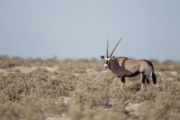 Oryx, gemsbok antelope in the wilderness of Africa