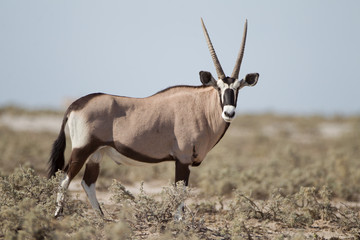 Oryx, gemsbok antelope in the wilderness of Africa