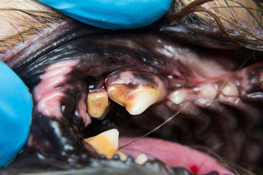 close-up photo of a dog teeth with periodontitis and tooth fracture