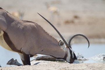 Oryx, gemsbok antelope in the wilderness of Africa
