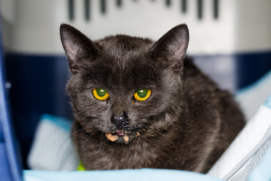 kitten with panleukopenia and nausea at the veterinary clinic