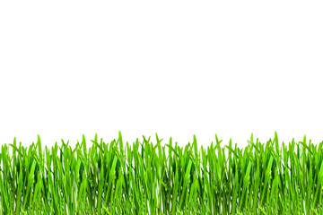Obraz premium green juicy grass on a white isolated background