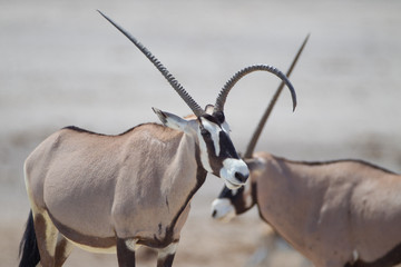 Oryx, gemsbok antelope in the wilderness of Africa