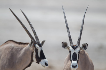 Oryx, gemsbok antelope in the wilderness of Africa - obrazy, fototapety, plakaty
