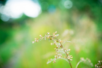 Grass on the field. Selective focus. Shallow depth of field.