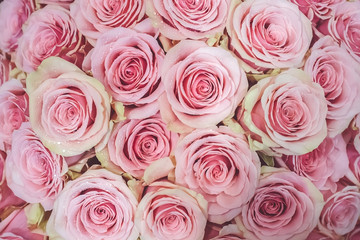 Background of pink roses for Valentine's day