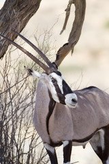 Oryx, gemsbok antelope in the wilderness of Africa