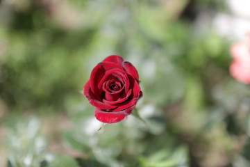 rose flowers close up on a blurred background in summer red green pink white