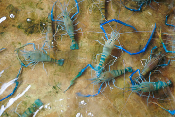 Obraz na płótnie Canvas Fresh river prawn in the cement pond of the seafood restaurant for sale to cooking the meal.River shrimp in the pond
