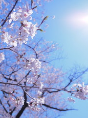 桜　千鳥ヶ淵