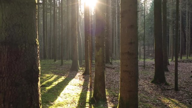 Flying backwards trough a forest, slow motion. Magic sunny woodland.
