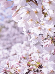 満開の桜　千鳥ヶ淵