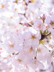 桜　千鳥ヶ淵