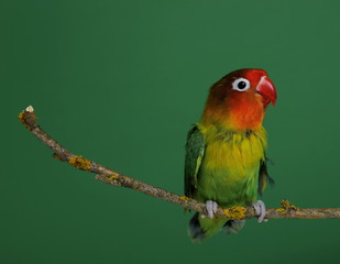 Lovebird on branch, green background, Agapornis fischeri (Fischer's Lovebird)