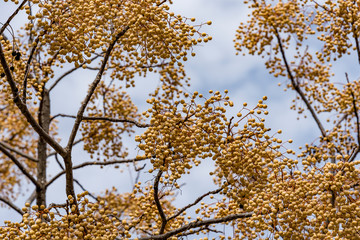 Obraz premium Yellow fruit of a plant Melia azedarach on a tree. Plants of Montenegro.