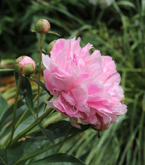 Peony Lovely and Pink Petals