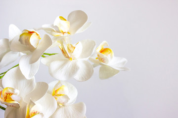 Obraz na płótnie Canvas white orchid on green background