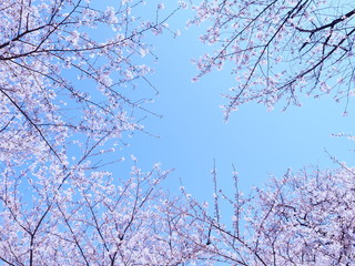 桜　千鳥ヶ淵