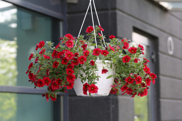 Red petunia flowers hanging from near a building in Espoo, Finland. Lovely colorful piece of...