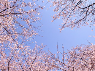桜　千鳥ヶ淵