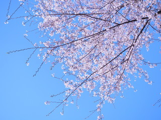 桜　千鳥ヶ淵
