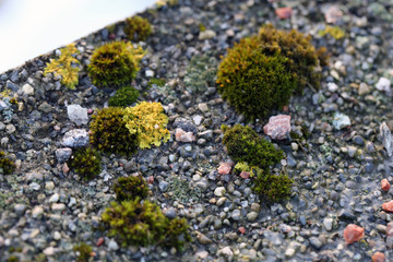 Plenty of small golden colored maritime sunburst lichen (xanthoria parietina) with green moss and some small rocks. Closeup / macro image from a walking bridge in Espoo, Finland. Springtime.