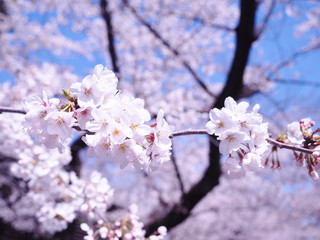 桜　千鳥ヶ淵