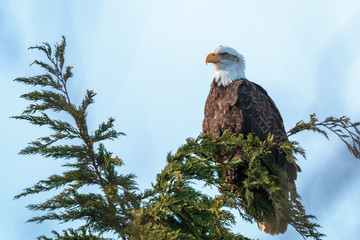 Bald Eagle in Pine Tree