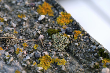 Plenty of small golden colored maritime sunburst lichen (xanthoria parietina) with green moss and some small rocks. Closeup / macro image from a walking bridge in Espoo, Finland. Springtime.